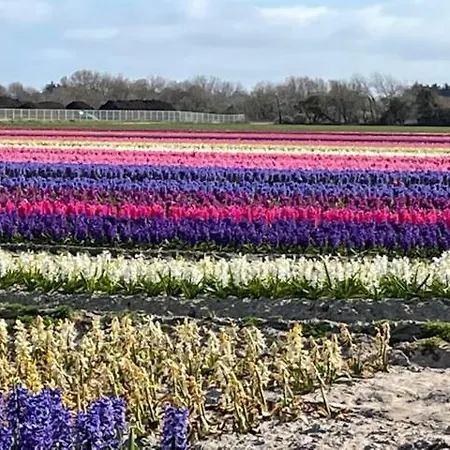 Les Coquilles La Torche